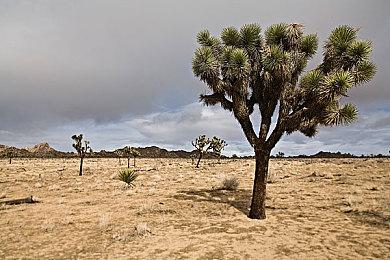 手游《最终幻想14：水晶世界》正式公布 SE授权腾讯光子研发